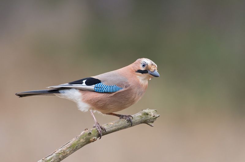 сойка сойка фото превью