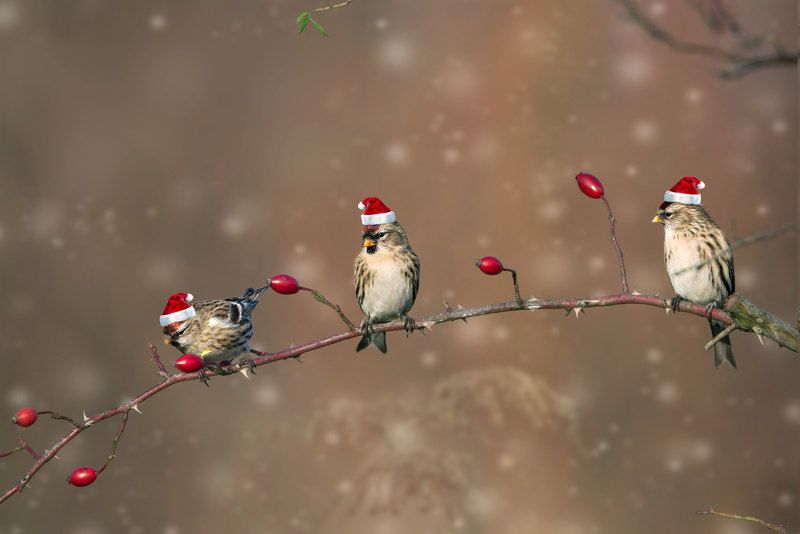 Christmas time