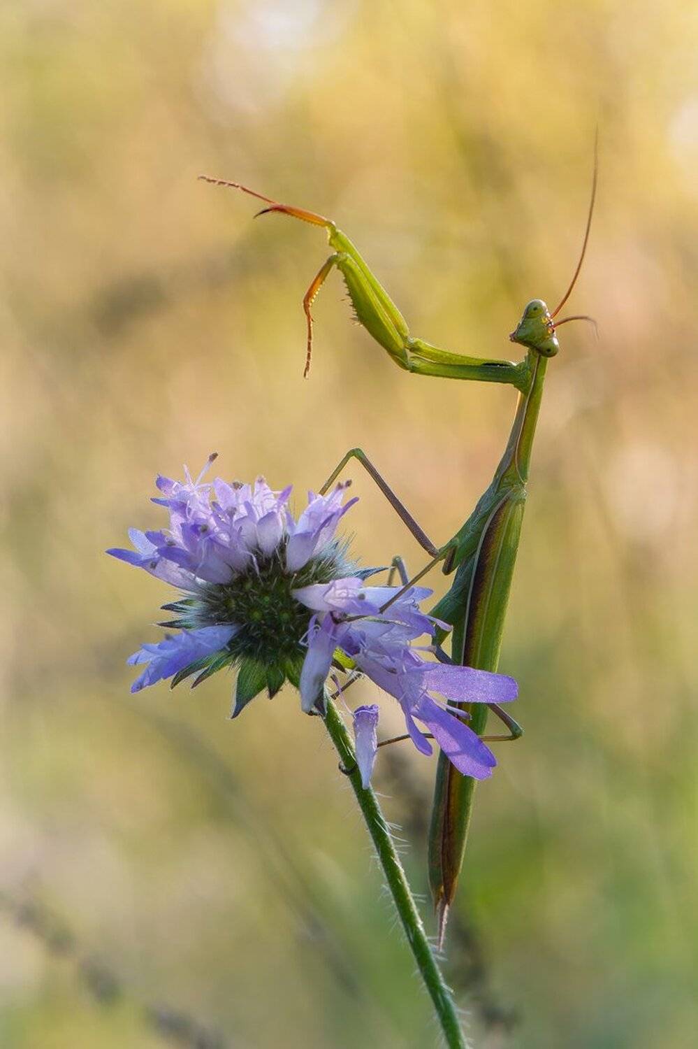 , Кузнецов Дмитрий