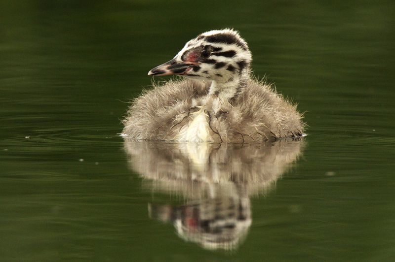 птицы чомга молодой птенец чомги фото превью