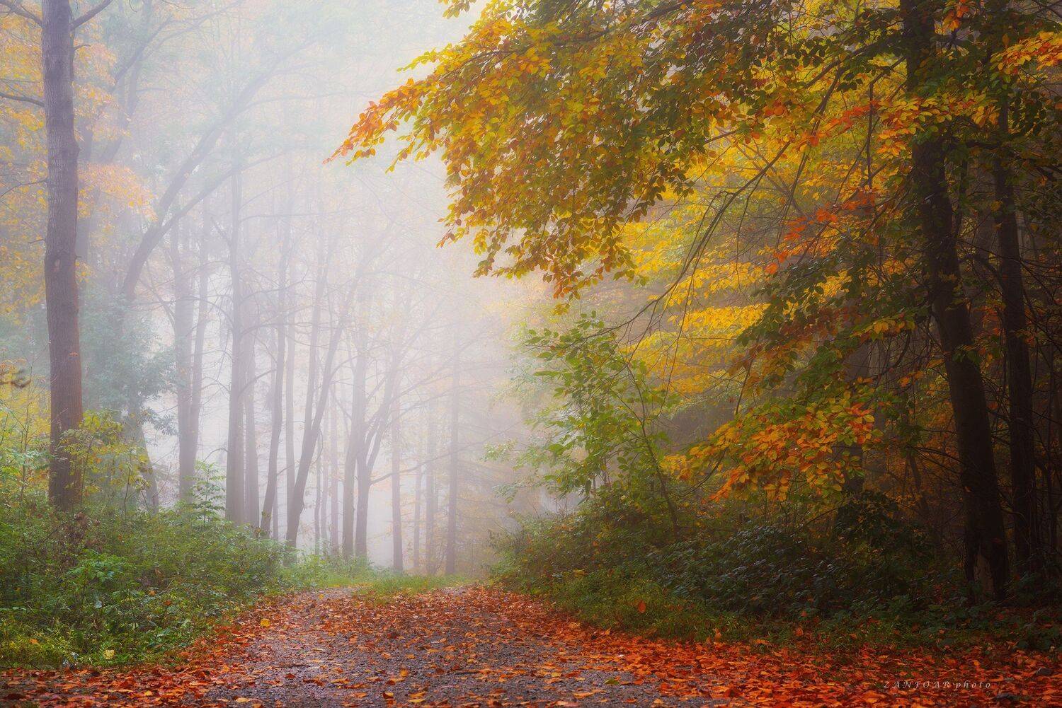 дерево, осень, туловище, лиственный, дерево, буковый лес, каштан, дерево, туман, дымка, путь, путь, дорога, лес,  цвета, туман, туманный,czech republi,han&aacute;,zanfoar,nikon d750,чешская республика,чехия, Zanfoar