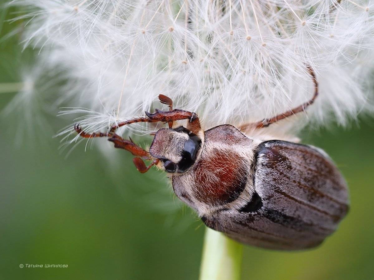 майский жук, хрущ, одуванчик, Шипилова Татьяна