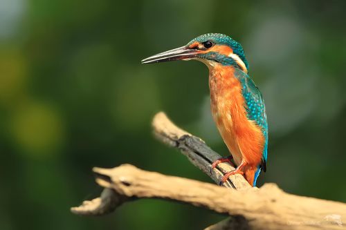 Alcedo atthis