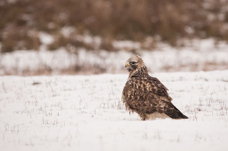 Мохноногий Канюк фото превью