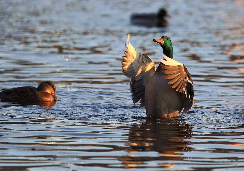 Птица,селезень,утка,самец,перо,крыло,клюв,кряква,пестрый,мокрый,взгляд,спокойствие,цвет,свет,фото, закат,солнце,река,озеро,вода,природа,дикая,красота,, Виктор Шнайдер