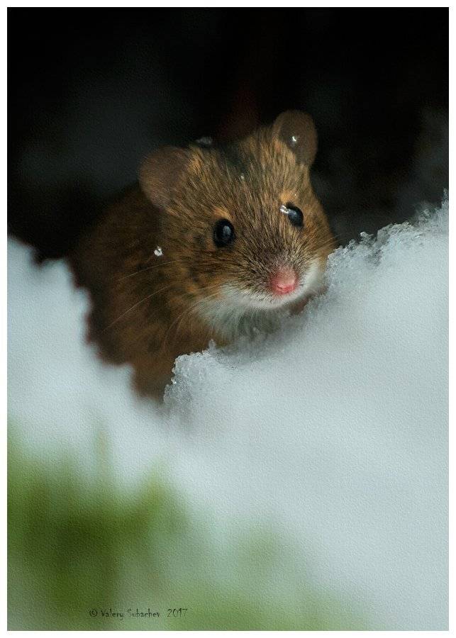 , Валерий Субачев