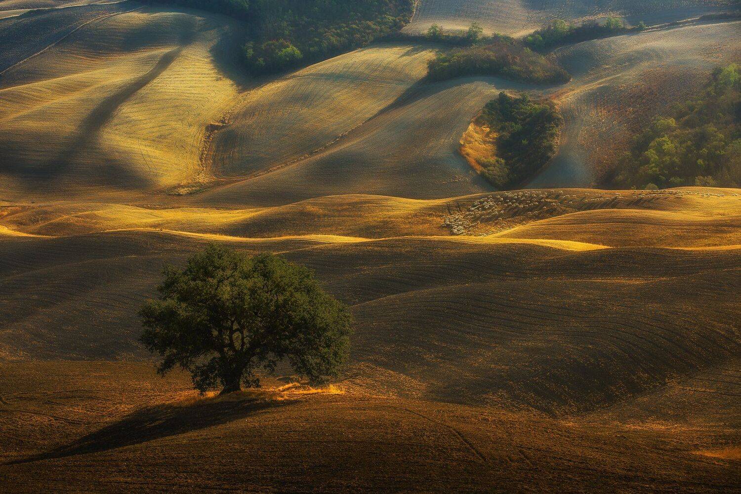 tuscany,sheep,tree,sun, Marek Biegalski