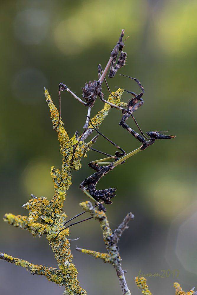 , Игорь ФУММ