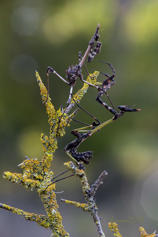 У ДЖУЛЬЕТТЫ ПОД БАЛКОНОМ. фото превью