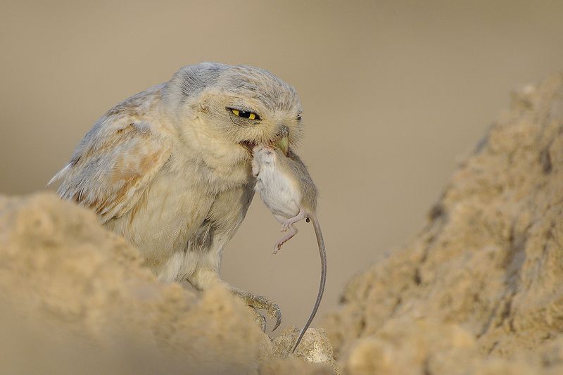 owl, birds, nature, chicks, feeding, qatar, nikon Lilith Owl and chick фото превью