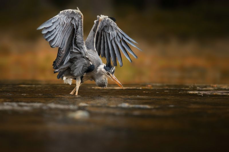 heron, hunt, animal, bird, grey, canon Heron on hunt фото превью