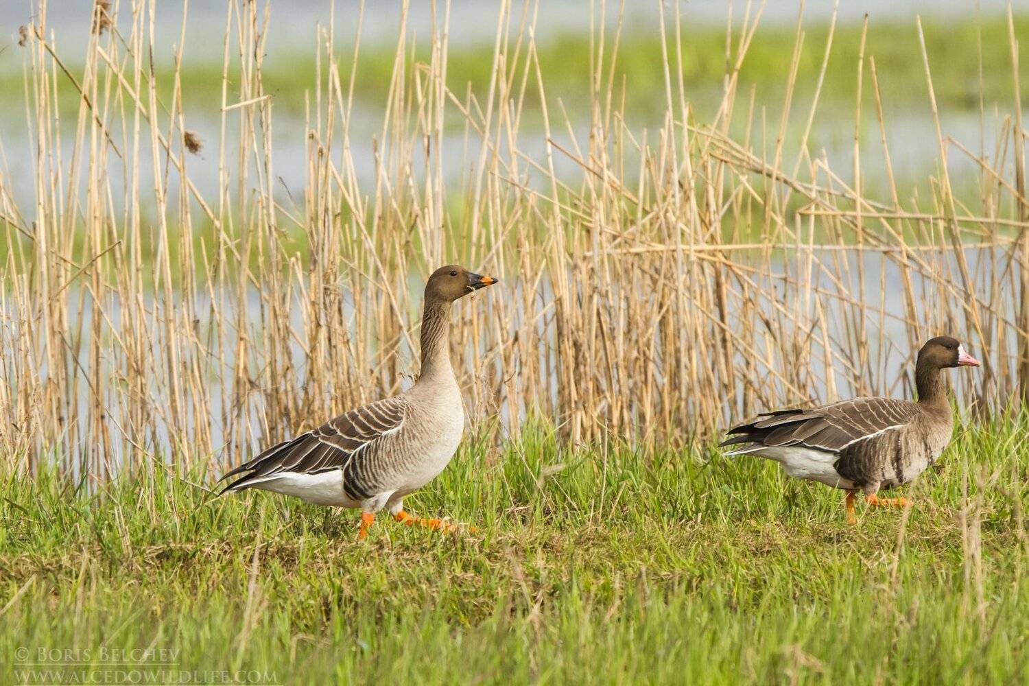 , Борис Белчев