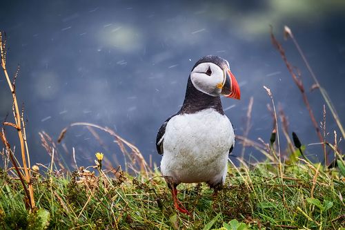 Small puffin