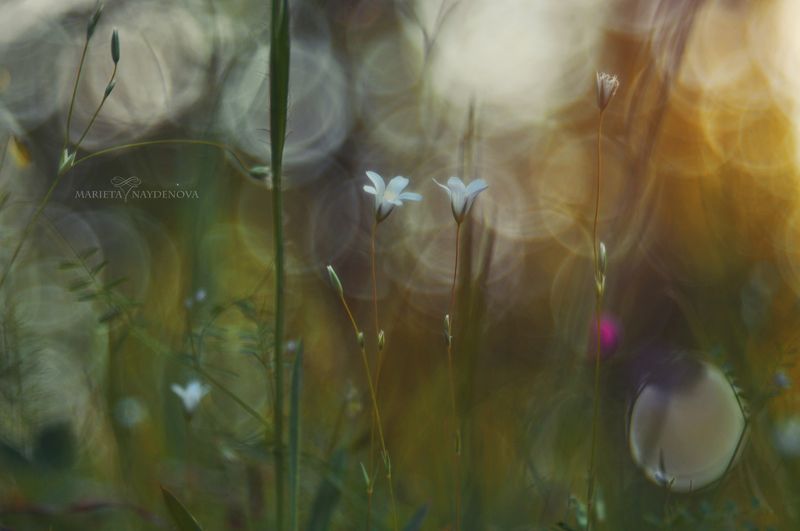 * фото превью