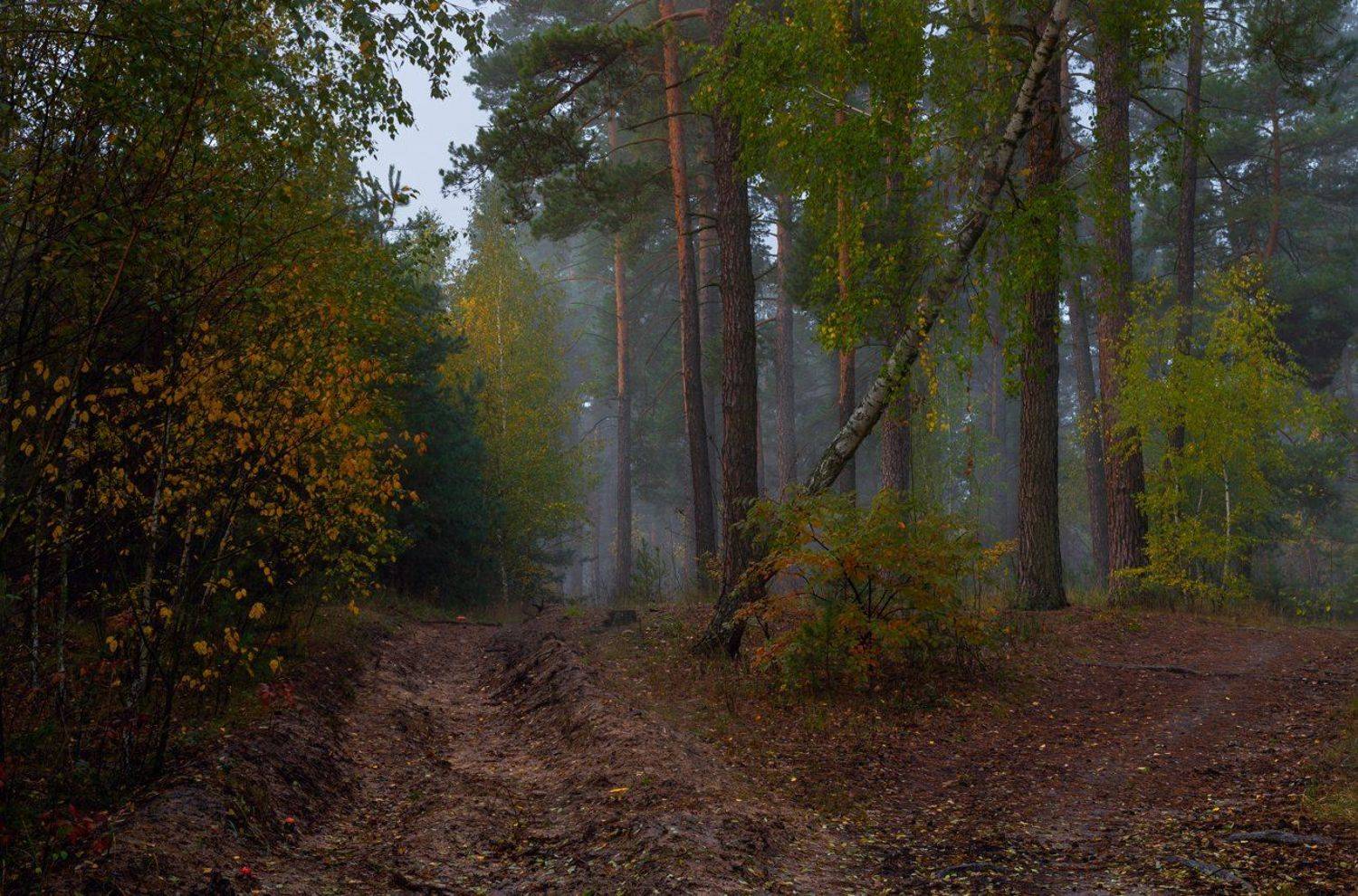 лес, осень, октябрь, сырость, туман, мухоморы, Галанзовская Оксана