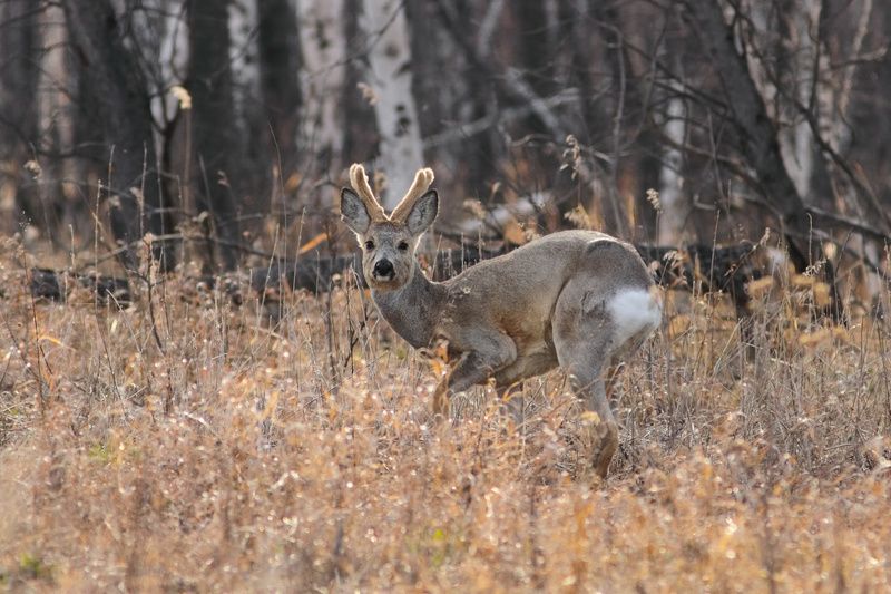 почти кенгуру фото превью