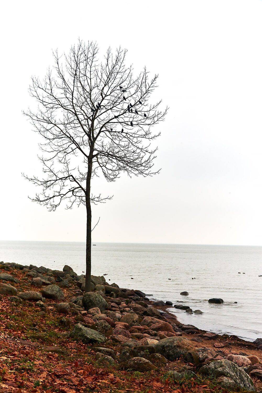 , Денис Черепко