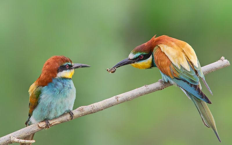 Подарок фото превью