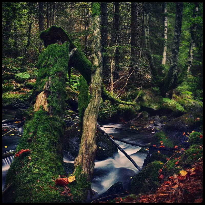 Deep in to the wood фото превью