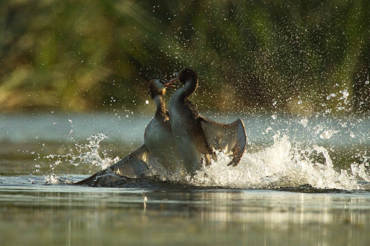 птицы чрмга, Каранов Николай