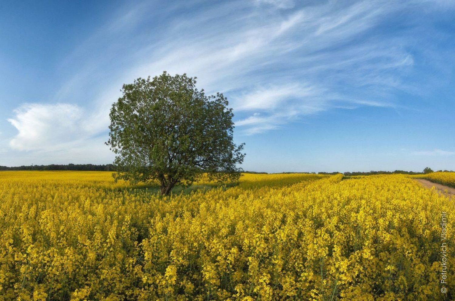 , Владимир Петрукович