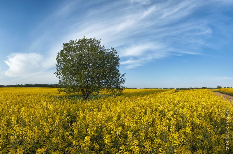 Рапса поле золотое фото превью