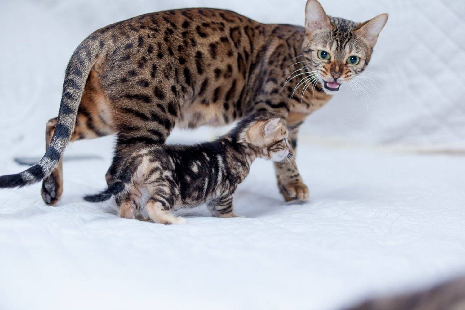 mr.filler, Николай