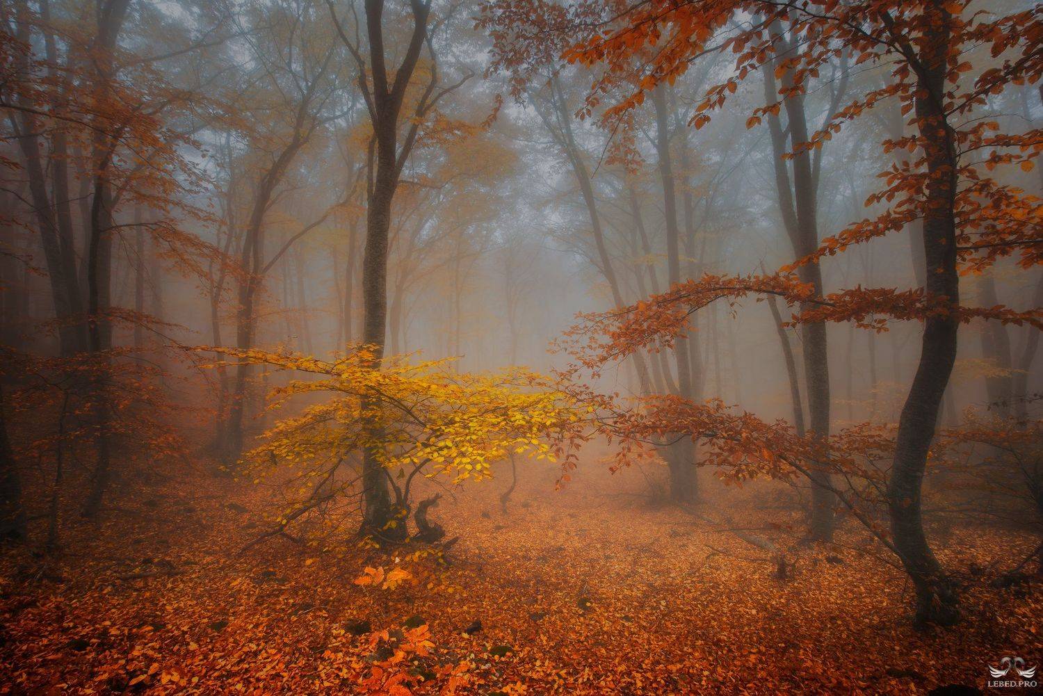 , Виктор Лебедь