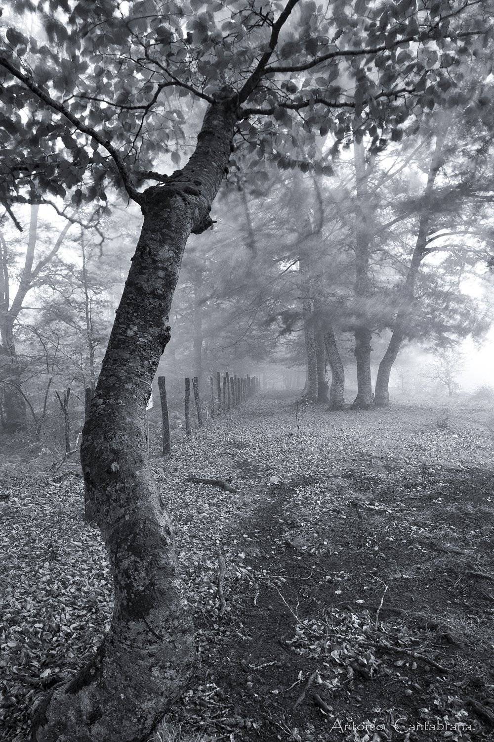 , Antonio Cantabrana