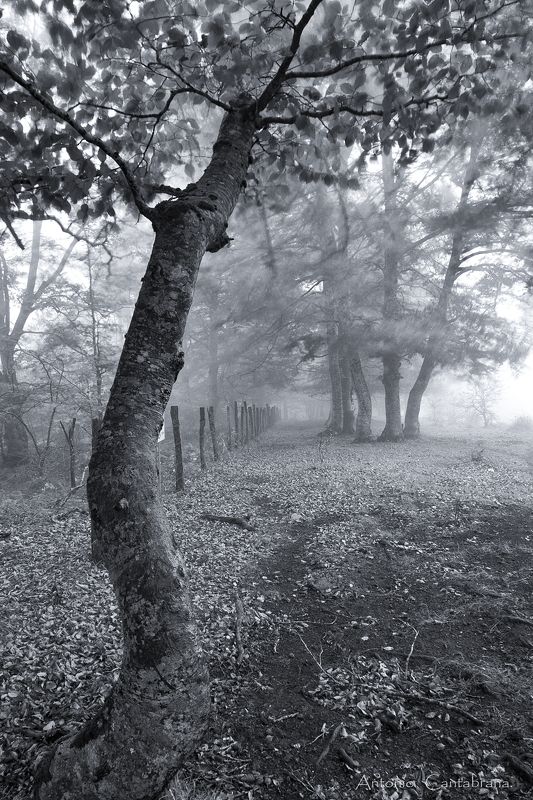 Otoño en Alava. фото превью
