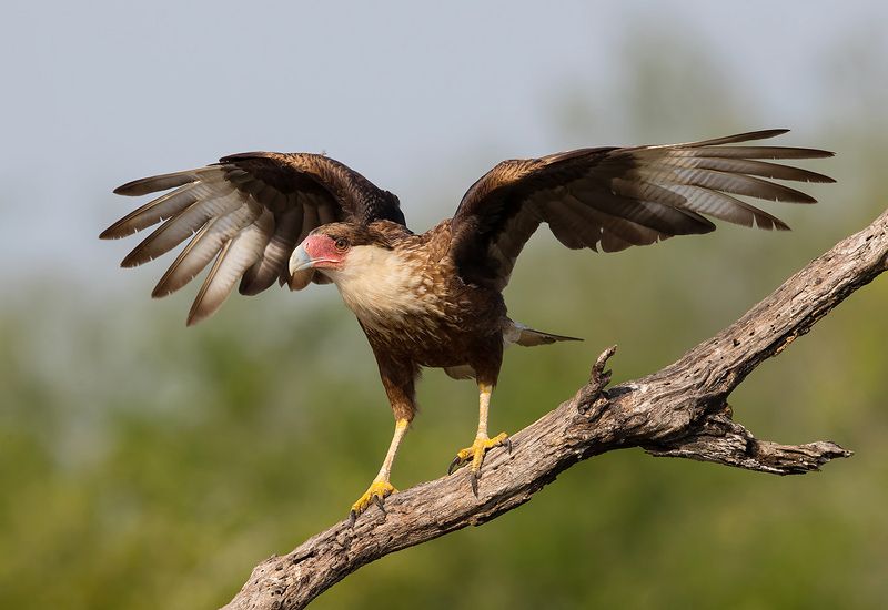 каракара, crested caracara, caracara, tx, texas Молодая Каракара - Juvenile Crested Caracara фото превью