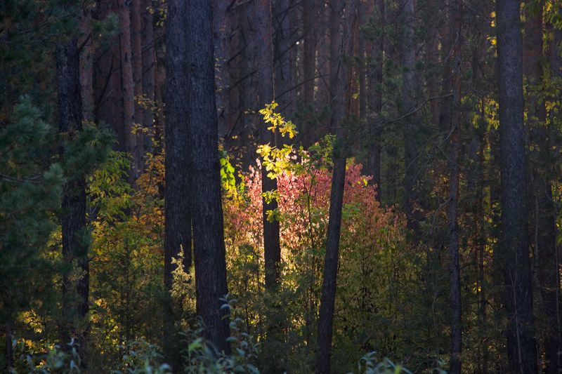 *** фото превью