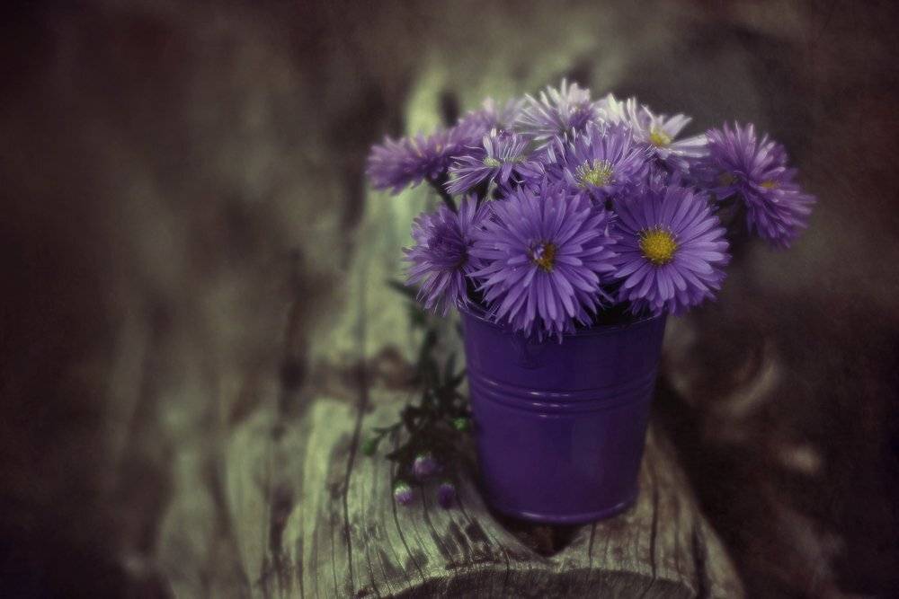 сентябринки ведро вечер осень цветы, Петриченко Валерий