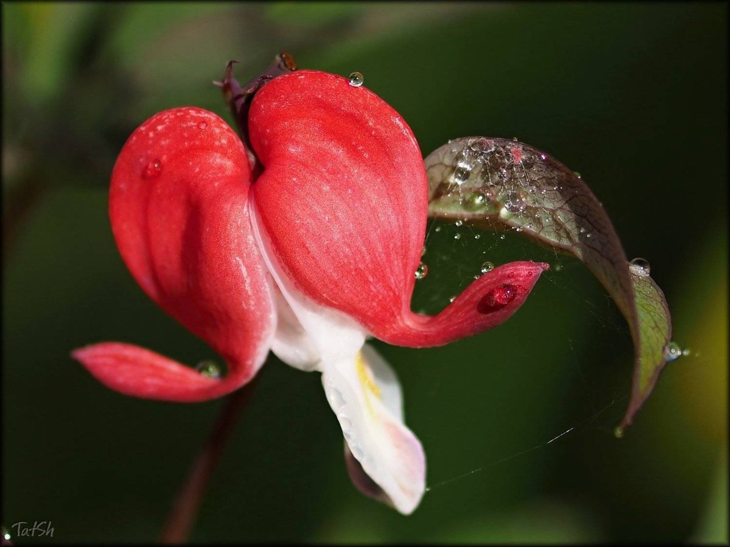 dic&eacute;ntra, дача, дицентра, дождь, июль, капли, лето, макро, мой сад, московская область, природа, растения, сад, флора, цветы, Шипилова Татьяна