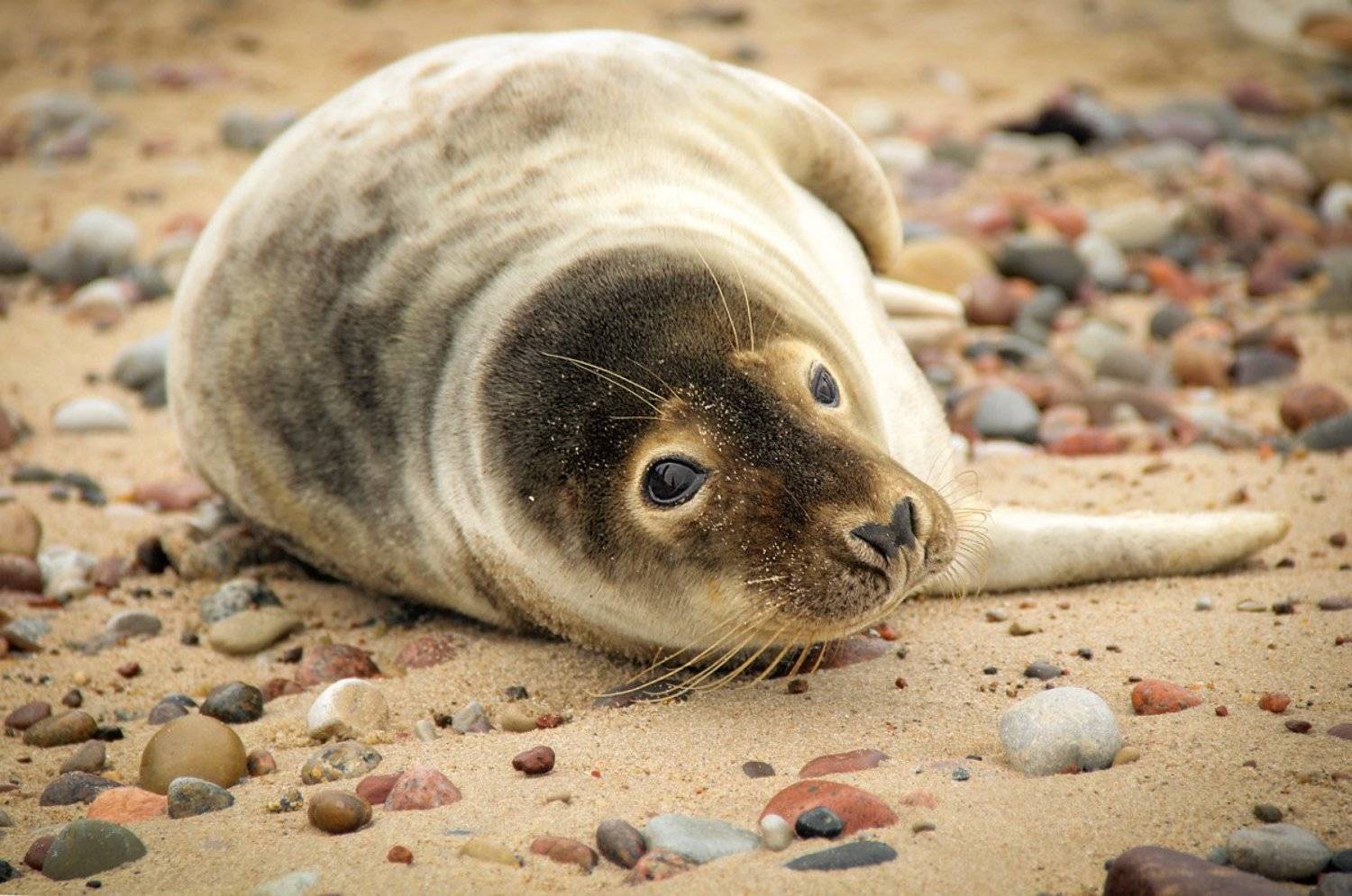 животные, тюлень, море, берег,, Шруб (Беляева) Татьяна