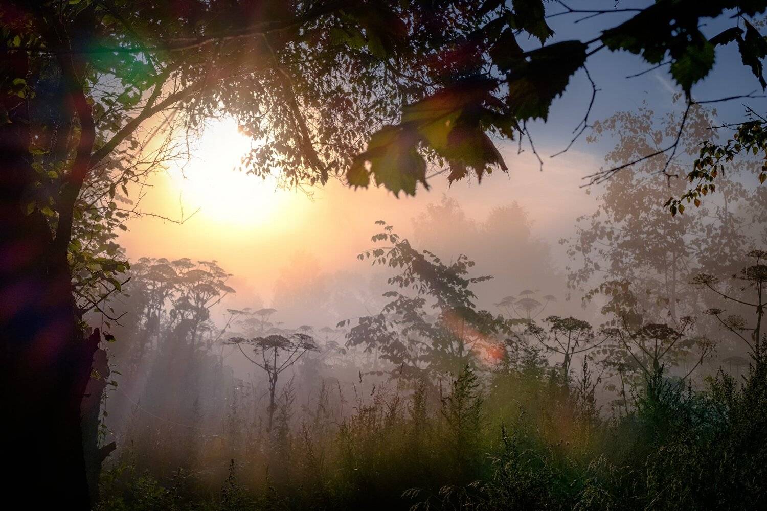 пейзаж, рассвет, утро, лес, трава, дерево, туман, Андрей Чиж