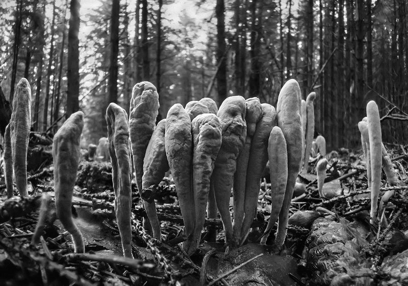 Истуканы острова Пасхи фото превью