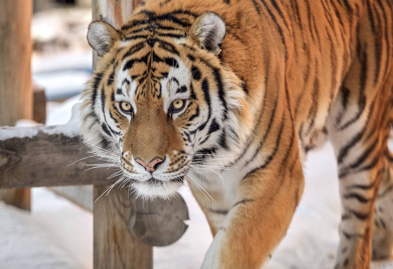 амурский тигр, тигры, кошки, Олег Богданов