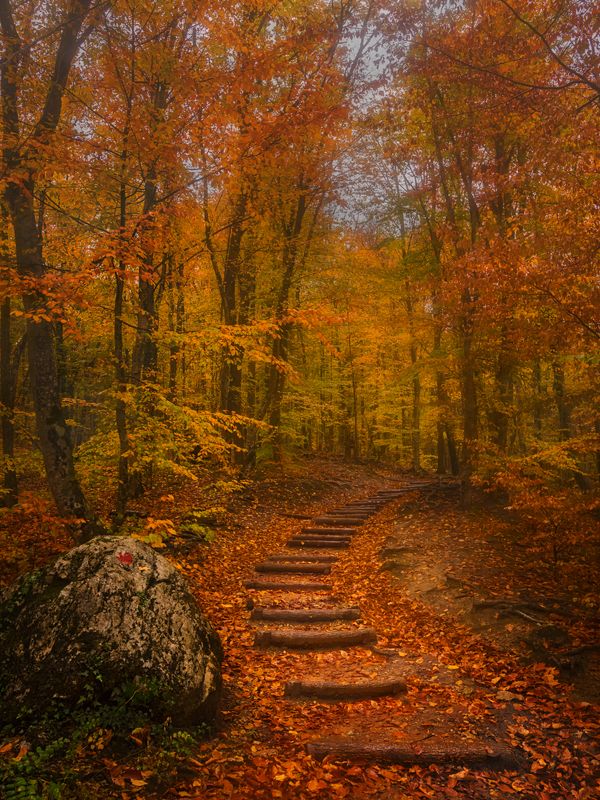 осень,крым,лес,природа,россия,лестница,тропа,дорога,деревья,листва,листья,золотой,желтый,туман,день,путешествие Лестница в осень фото превью