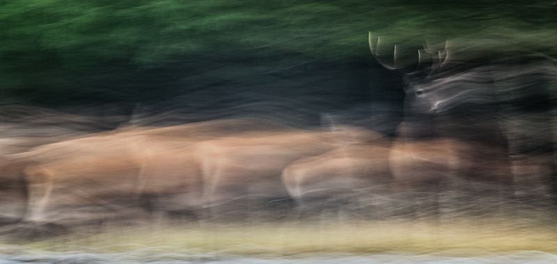 олень, рогач, природа, ICM Лидер фото превью