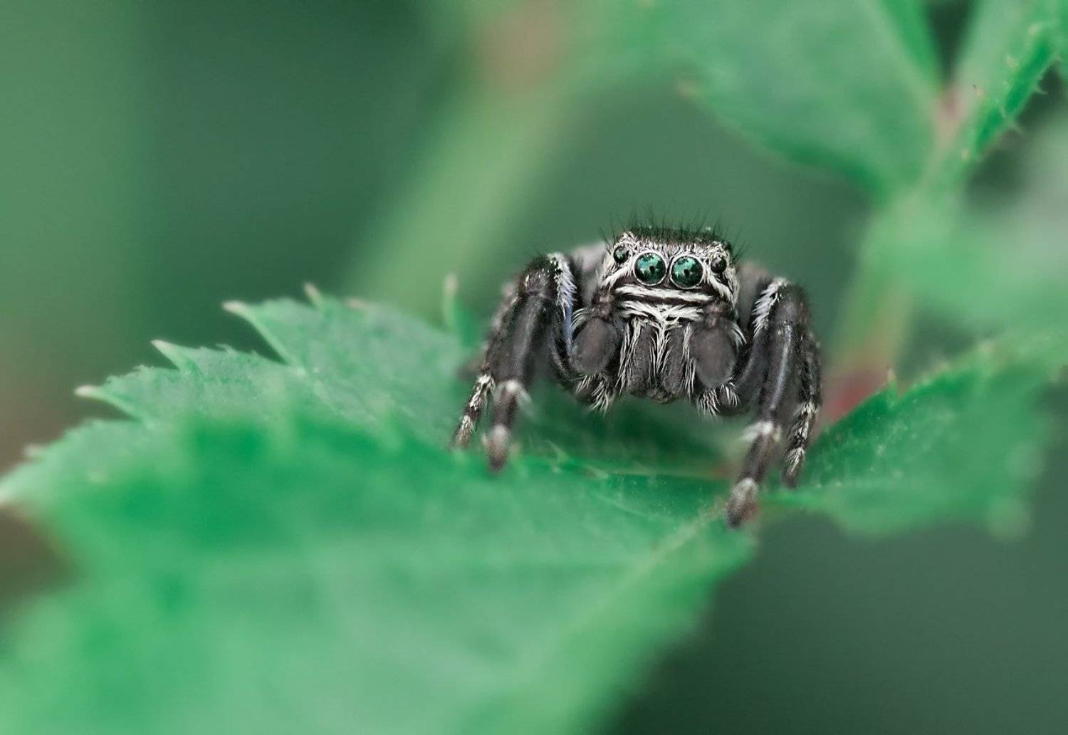 , Олег Тыркин