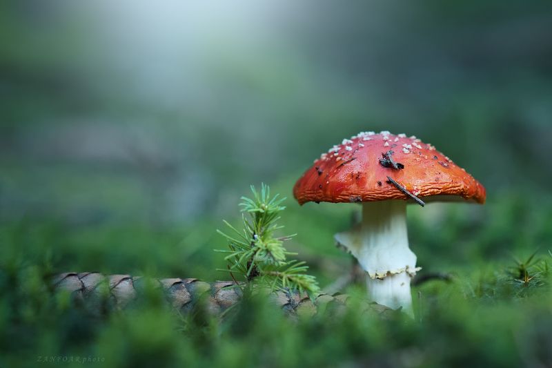 красная, модель ,лес, боке, трава, макро, дикая природа, осень, чешская республика,поганка,zanfoar,czech republic,чехия красная модель фото превью