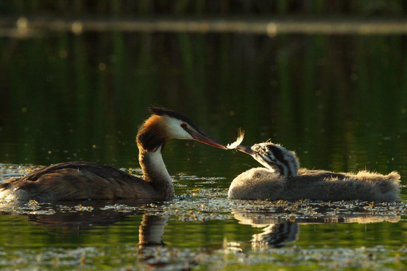 природа птицы чомга птенцы мамины заботы фото превью