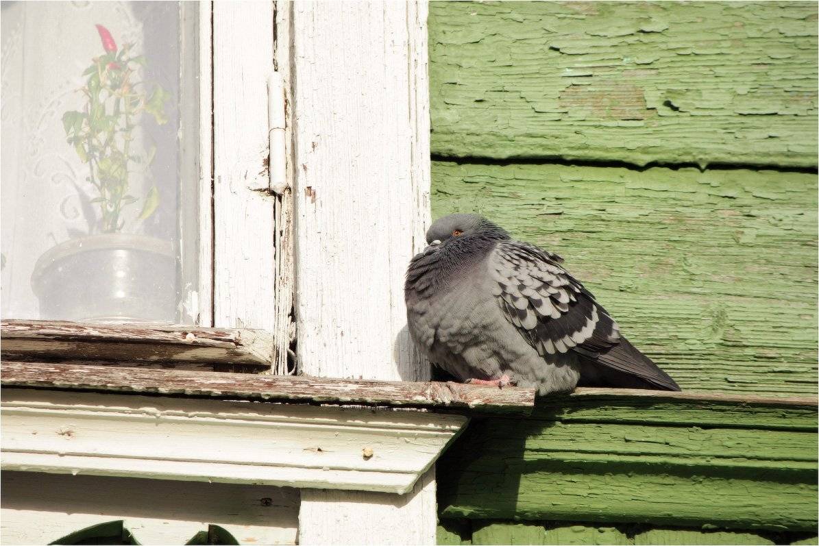 перец, голубь, окно, КарОл