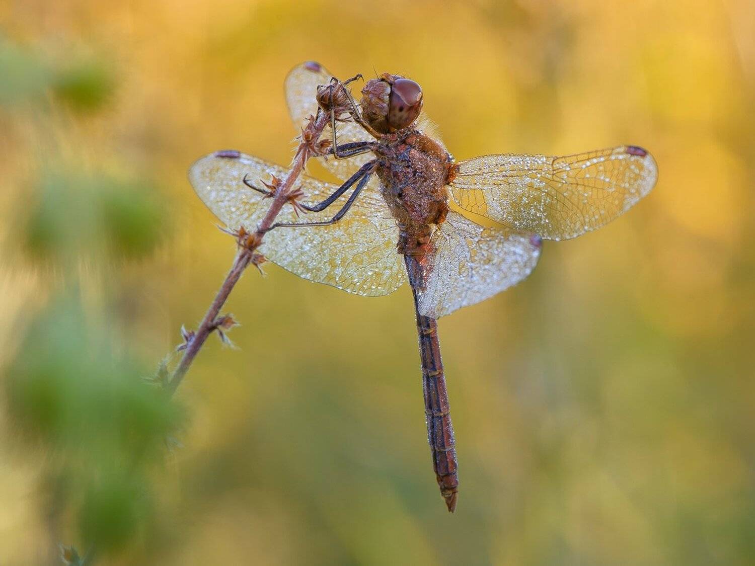 , Кузнецов Дмитрий