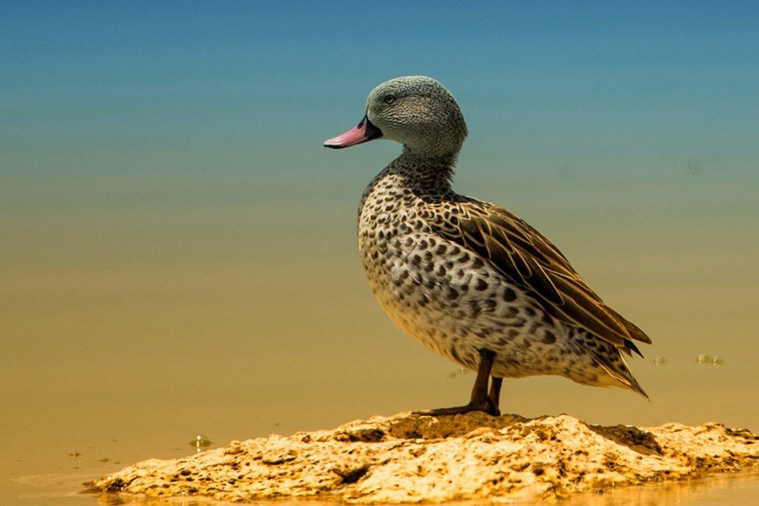 , Silvestr Szab&oacute;