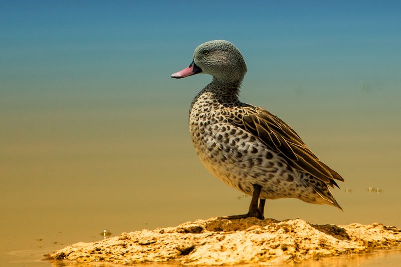 kachna фото превью