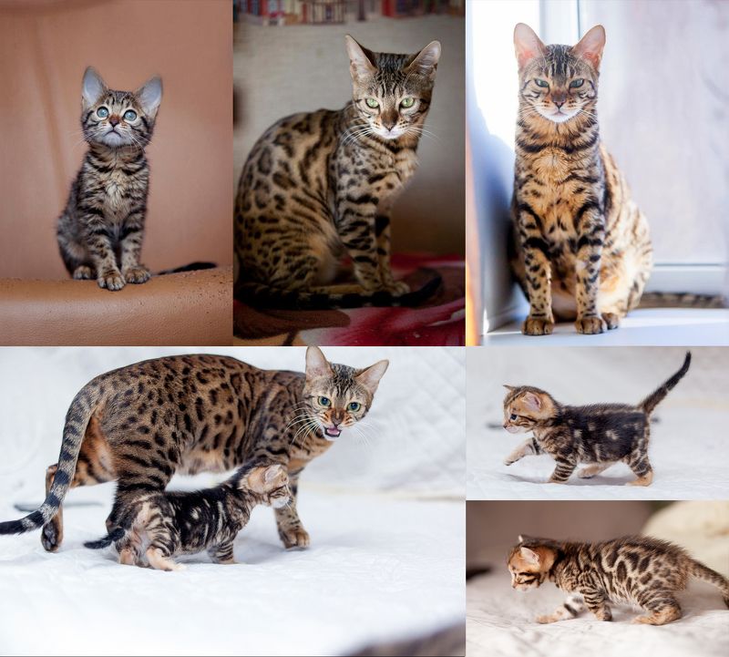 Жизненный цикл :) фото превью