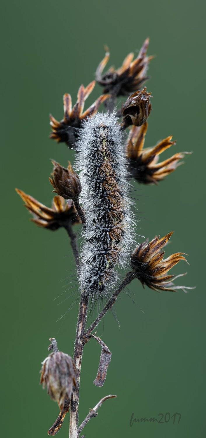 , Игорь ФУММ