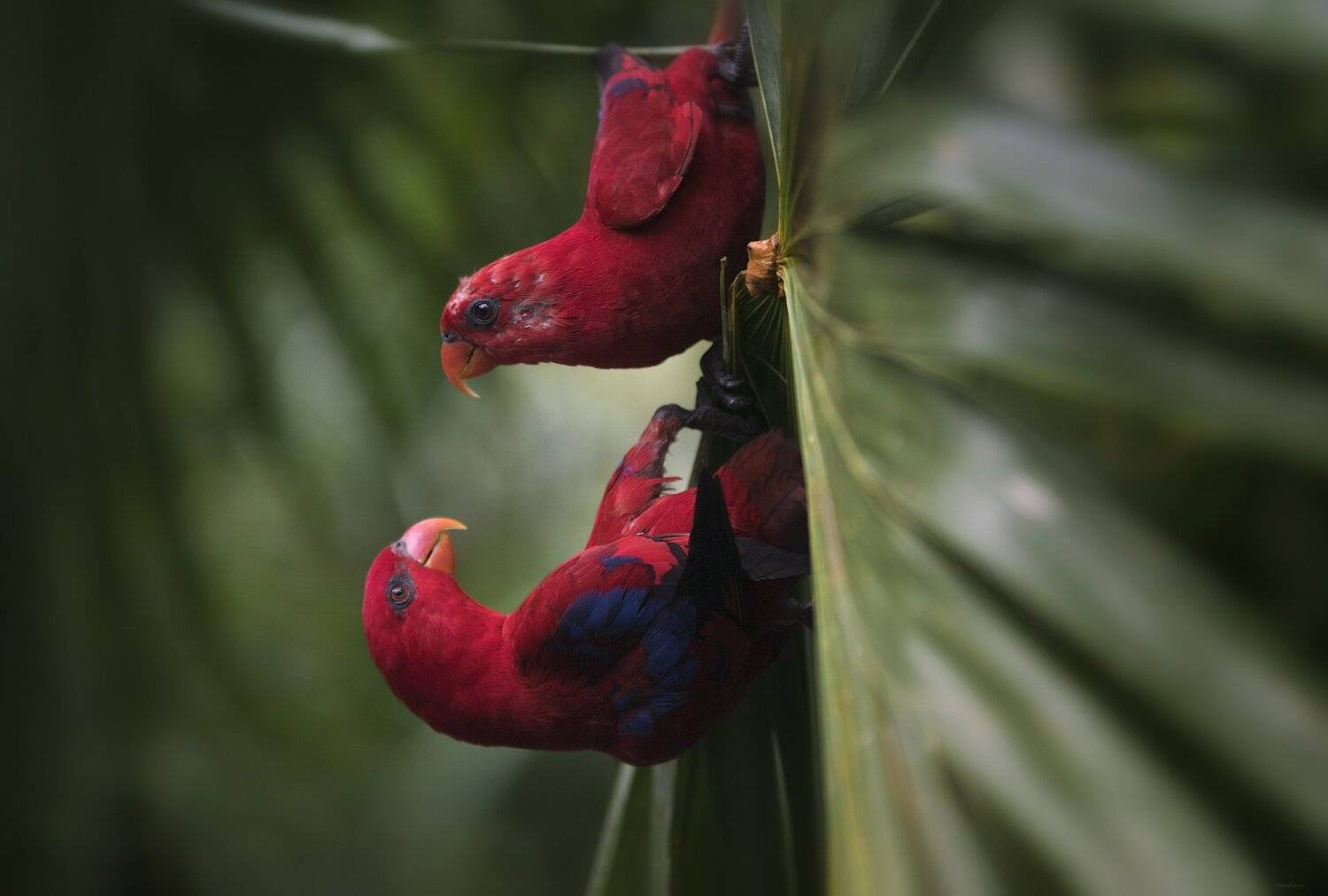 природа, животные, птицы, индонезия, Дмитрий Посевич